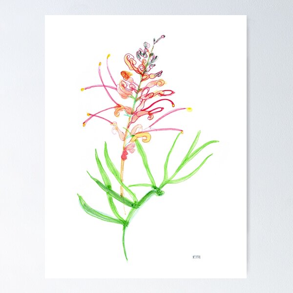 Item preview, Pink Grevillea for Art Prints by Katy Hood designed and sold by Katy Tuesday .