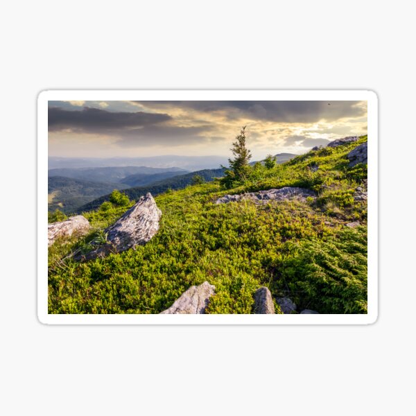 small spruce tree among the rocks Sticker