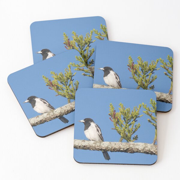 Item preview, Pied Butcherbird on a branch designed and sold by BirdsAlive.