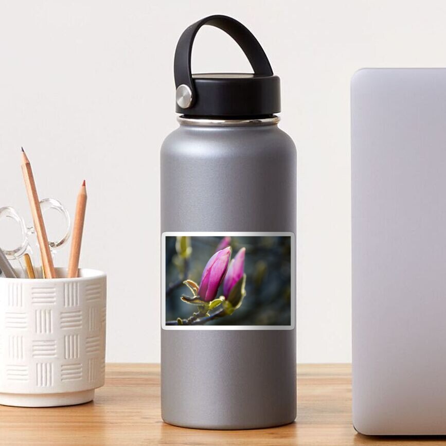 blossom of magnolia flowers Sticker