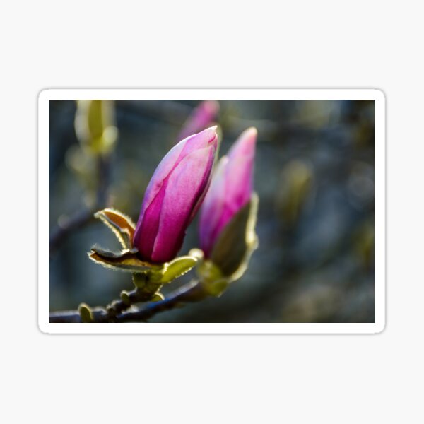 blossom of magnolia flowers Sticker