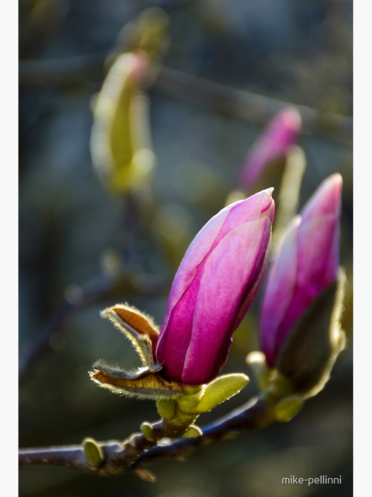 blossom of magnolia flowers by mike-pellinni