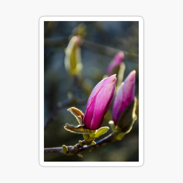 blossom of magnolia flowers Sticker