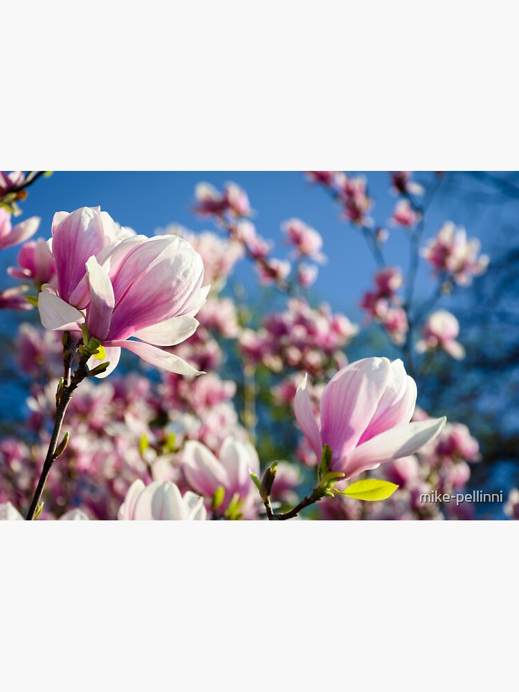 gorgeous magnolia flowers on a blue sky background by mike-pellinni
