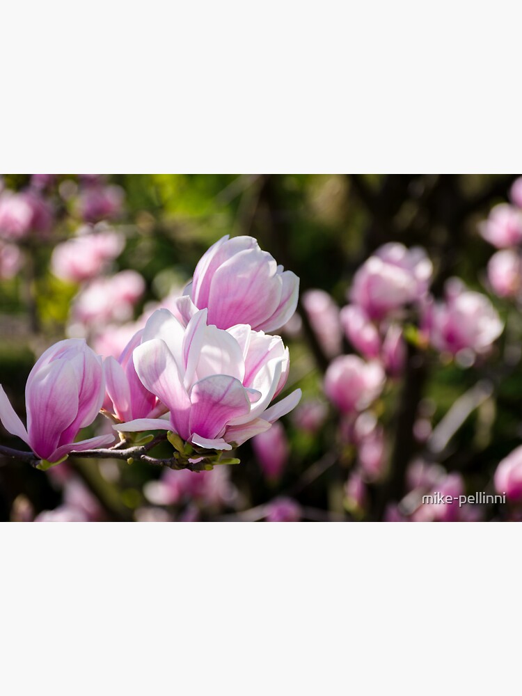 gorgeous magnolia flowers on a dark background by mike-pellinni