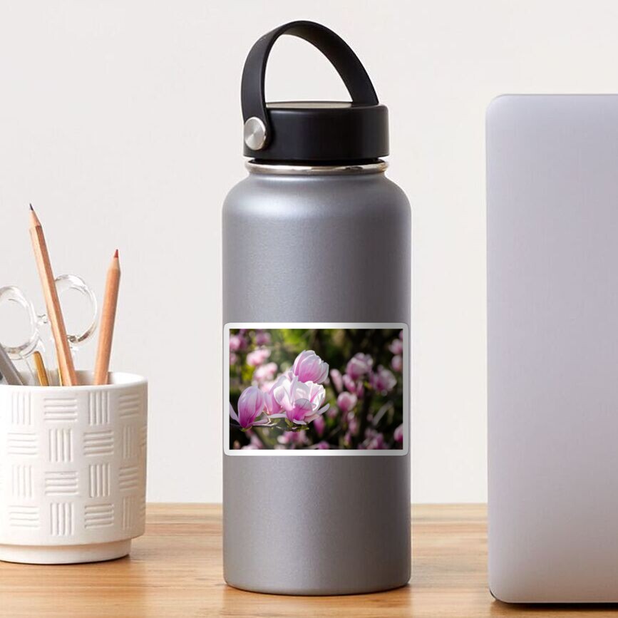 gorgeous magnolia flowers on a dark background Sticker