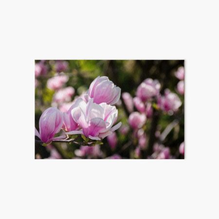 gorgeous magnolia flowers on a dark background Art Board Print