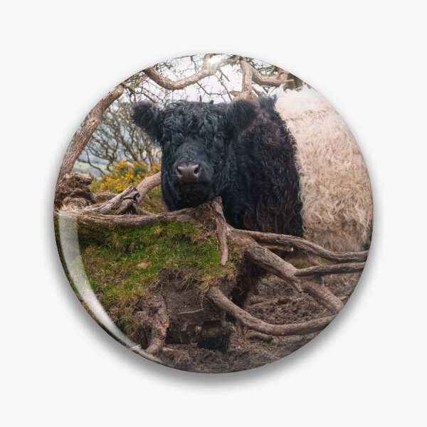 Item preview, Belted Galloway Cow Standing by Fallen Tree  designed and sold by rawshutterbug.