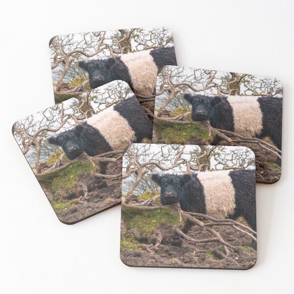 Item preview, Belted Galloway Cow Standing by Fallen Tree  designed and sold by rawshutterbug.