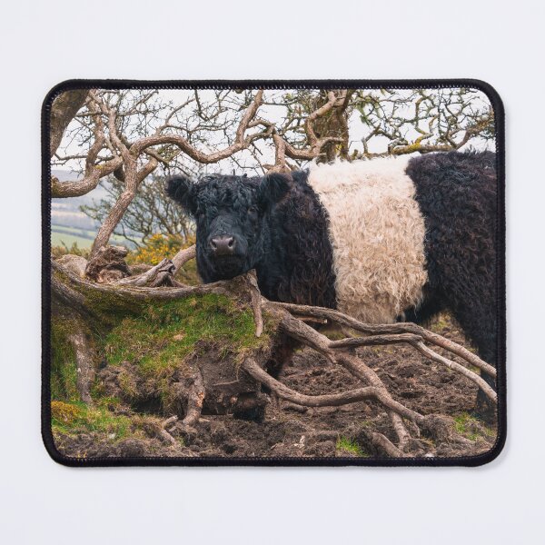Item preview, Belted Galloway Cow Standing by Fallen Tree  designed and sold by rawshutterbug.