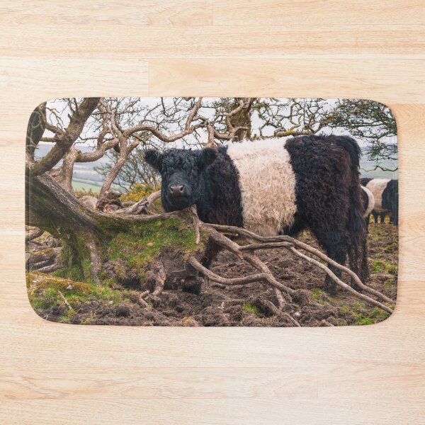 Item preview, Belted Galloway Cow Standing by Fallen Tree  designed and sold by rawshutterbug.