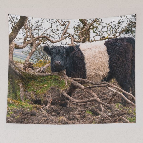 Item preview, Belted Galloway Cow Standing by Fallen Tree  designed and sold by rawshutterbug.