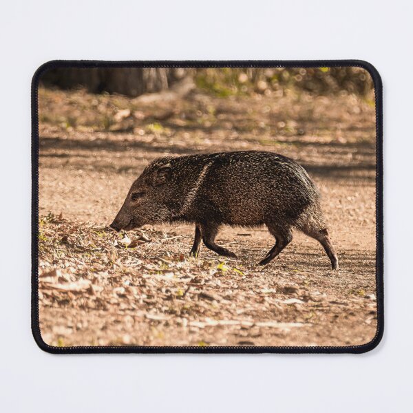 Item preview, Javelina aka Collared Peccary designed and sold by Debra Martz.