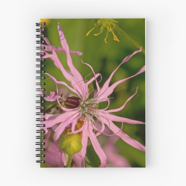Item preview, Pink ragged robin flower designed and sold by xophotography.