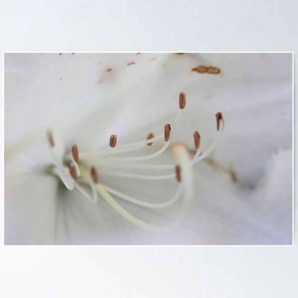 Item preview, White beauty designed and sold by kimberleyDavo.
