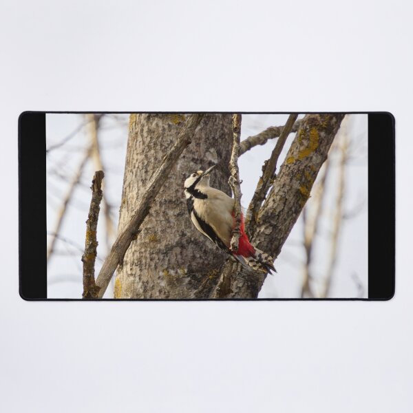 Item preview, Hanging around. Great spotted woodpecker designed and sold by Jouko Lehto Photography.