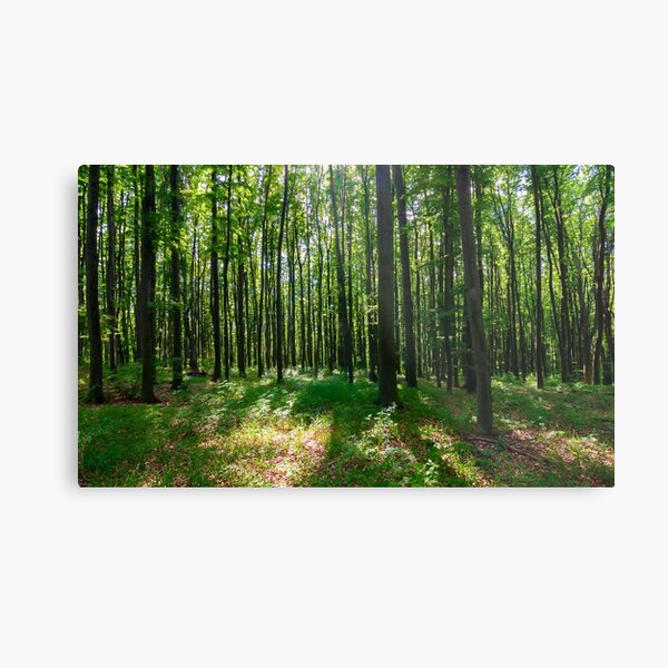 dense beech forest with tall trees Metal Print
