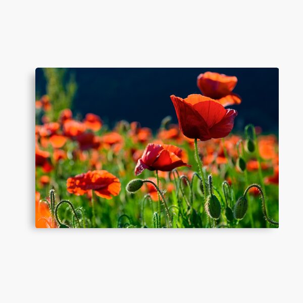 big red blossoming poppy flower in the field Canvas Print