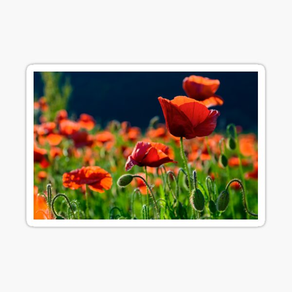 big red blossoming poppy flower in the field Sticker