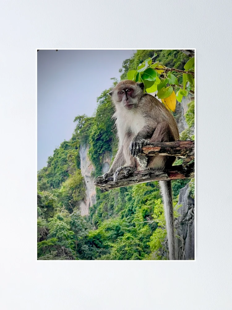Thumbnail 1 of 3, Poster, Phi phi Monkey by Ravin Bush designed and sold by RavinBush.