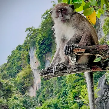 Artwork thumbnail, Phi phi Monkey by Ravin Bush by RavinBush