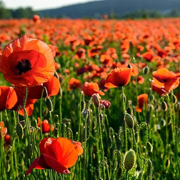 Artwork thumbnail, big red poppy flower on the field in mountains by mike-pellinni