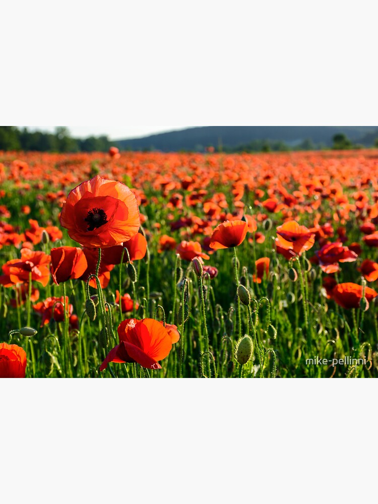 Thumbnail 3 of 3, Sticker, big red poppy flower on the field in mountains designed and sold by mike-pellinni.