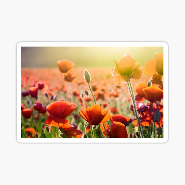 poppy flowers on the field in sunlight Sticker