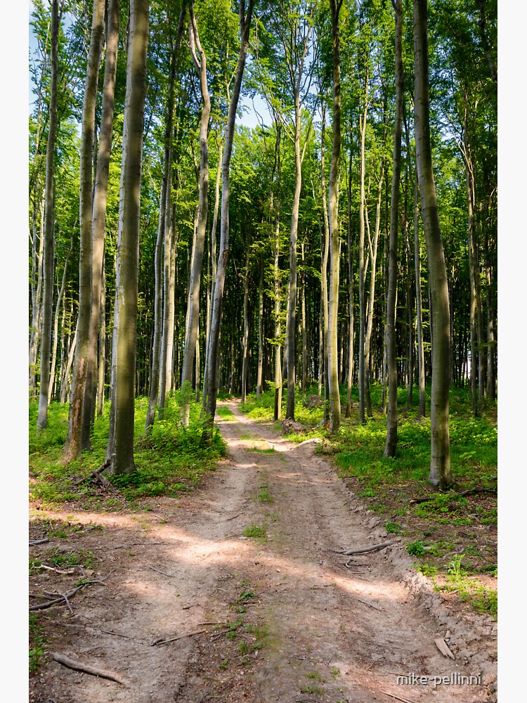Thumbnail 3 of 3, Sticker, dirt road through beech forest designed and sold by mike-pellinni.