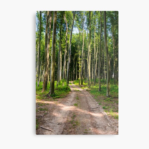 dirt road through beech forest Metal Print