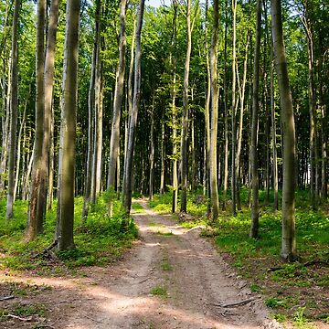 Artwork thumbnail, dirt road through beech forest by mike-pellinni