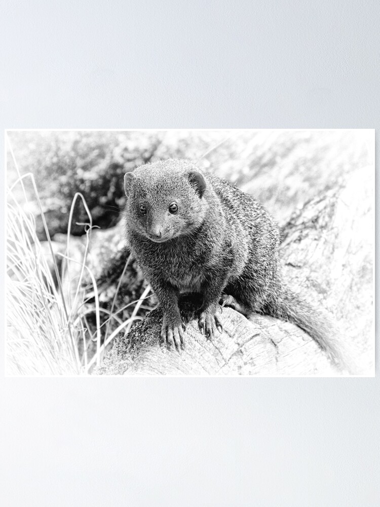 Little Mongoose Poster By Jmbraat Redbubble