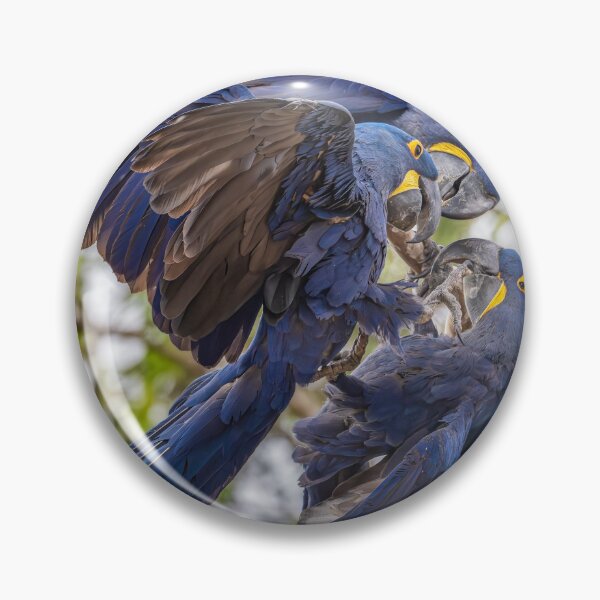 Item preview, Three Hyacinth Macaws Pantanal Brazil designed and sold by PhotoArt by Joan Carroll.