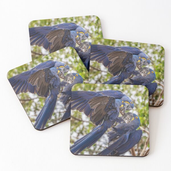 Item preview, Three Hyacinth Macaws Pantanal Brazil designed and sold by PhotoArt by Joan Carroll.
