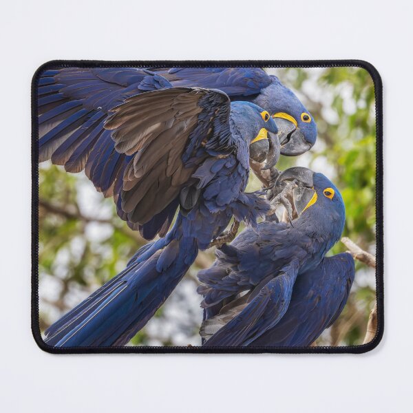 Item preview, Three Hyacinth Macaws Pantanal Brazil designed and sold by PhotoArt by Joan Carroll.