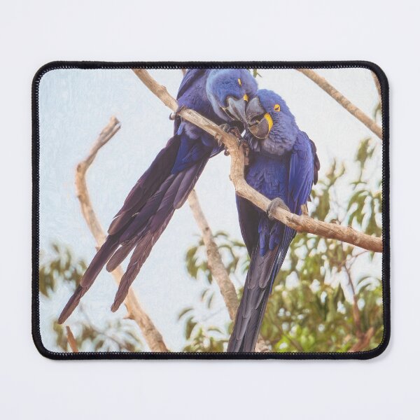 Item preview, Two Hyacinth Macaws Pantanal Brazil designed and sold by PhotoArt by Joan Carroll.