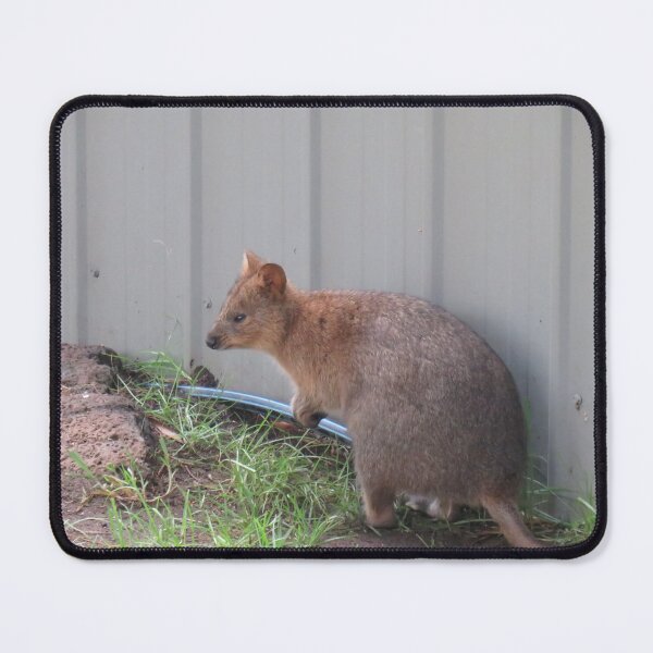 Item preview, Quokka designed and sold by greentiger1.
