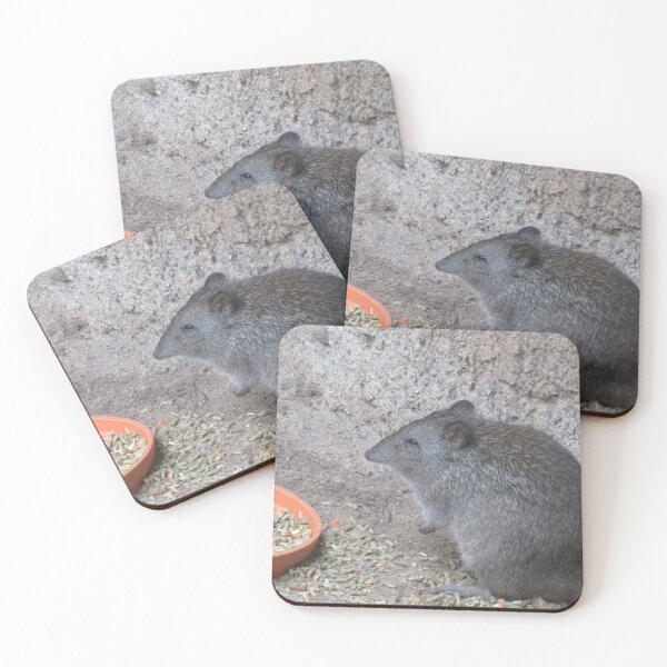 Item preview, Long-nosed potoroo designed and sold by greentiger1.