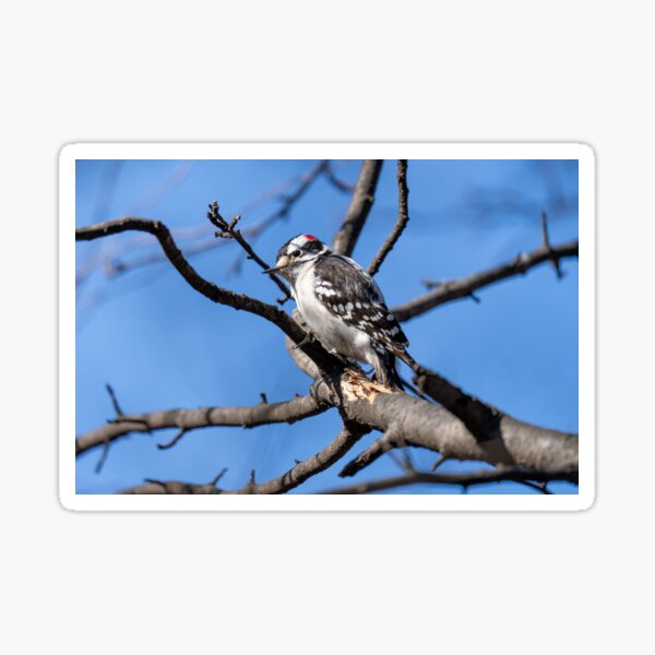 Item preview, Downy Woodpecker in Central Park designed and sold by Captain747.