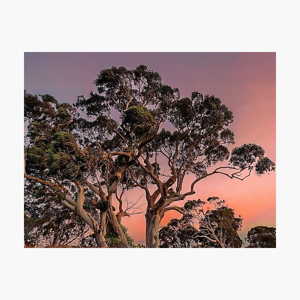 Item preview, Gum trees designed and sold by andreisky.