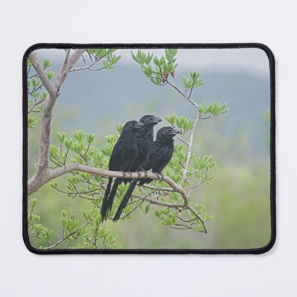 Item preview, Alk 3 black birds designed and sold by pcfyi.