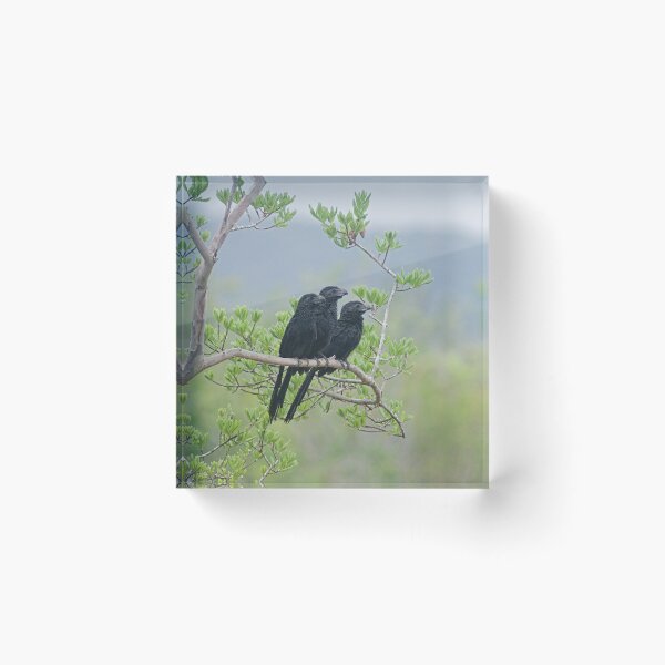 Item preview, Alk 3 black birds designed and sold by pcfyi.