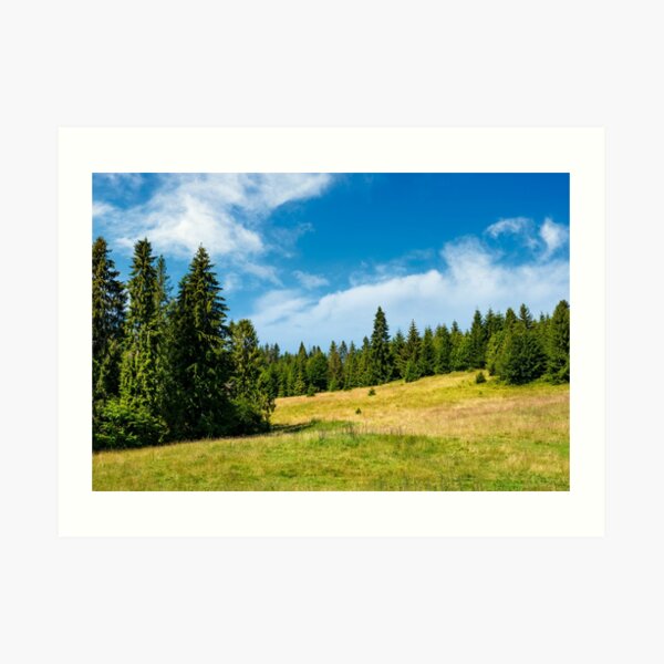 spruce forest on a grassy meadow Art Print