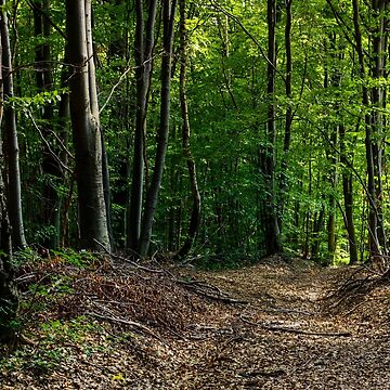 Artwork thumbnail, road through forest covered with weathered foliage by mike-pellinni