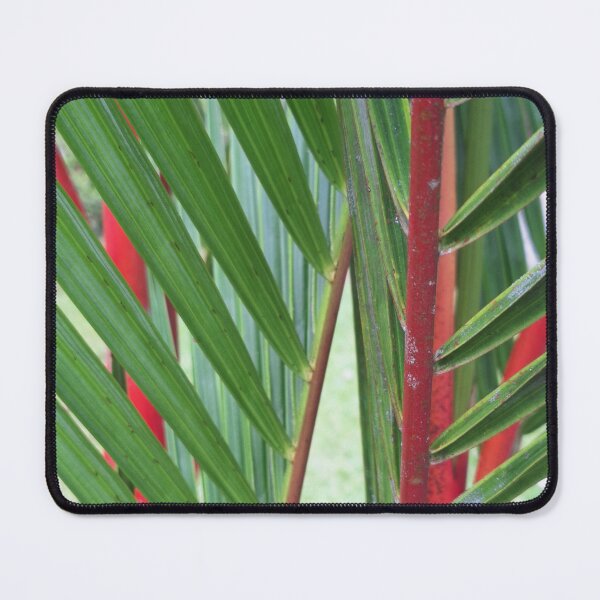 Item preview, Red Lipstick Palm (Cyrtostachys renda) designed and sold by Quantum-Life.
