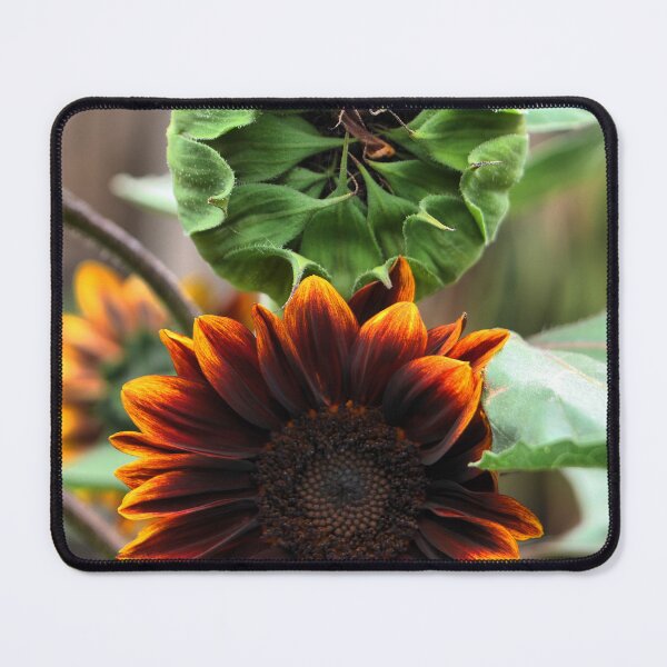 Item preview,  The Sunflower Set. ( 2 )  Before & After designed and sold by Larry Davis.