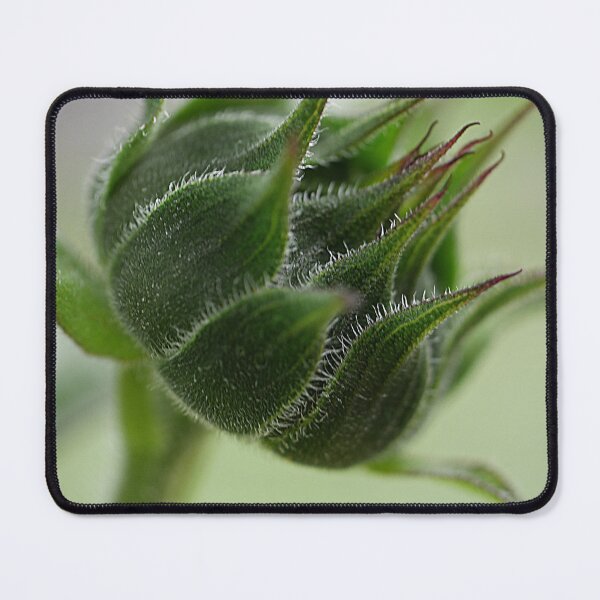 Item preview, The Sunflower Set. ( 1 )  In The Beginning designed and sold by Larry Davis.