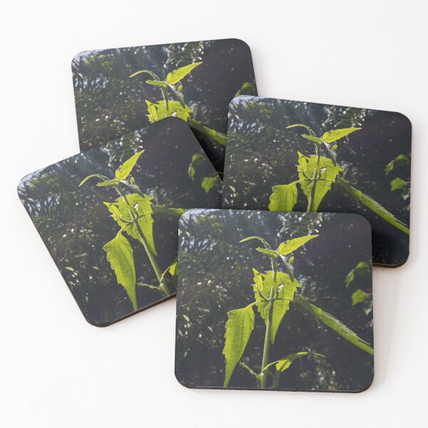 Item preview, Beautiful leaf plant wallpaper shot in the forest. designed and sold by Yusuf-Design.