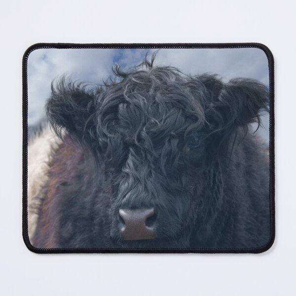 Item preview, Black and White Belted Galloway Cow Close-Up designed and sold by rawshutterbug.
