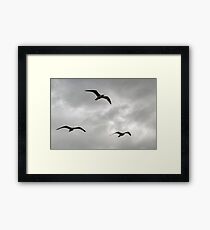 Gulls fly in a stormy sky...... Framed Print